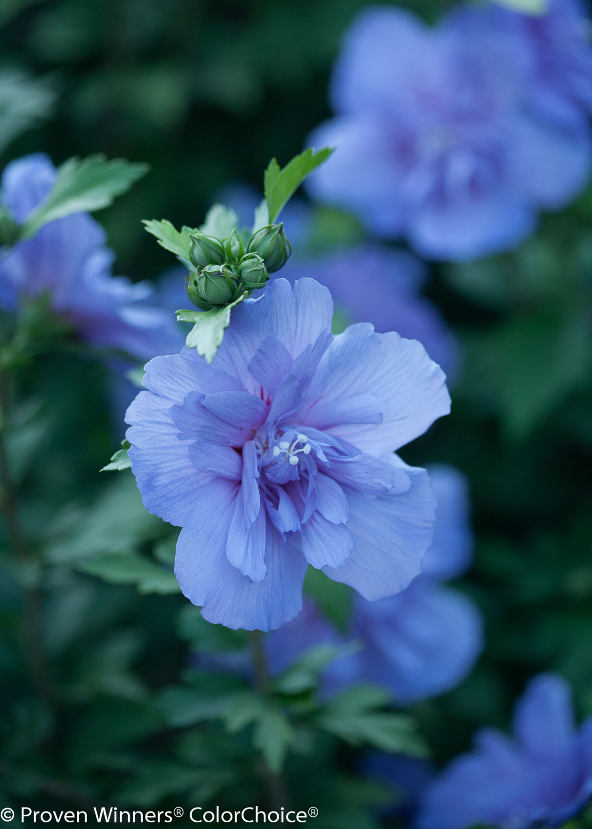 blue_chiffon_hibiscus-4.jpg